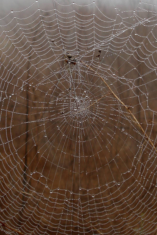 best Spider web